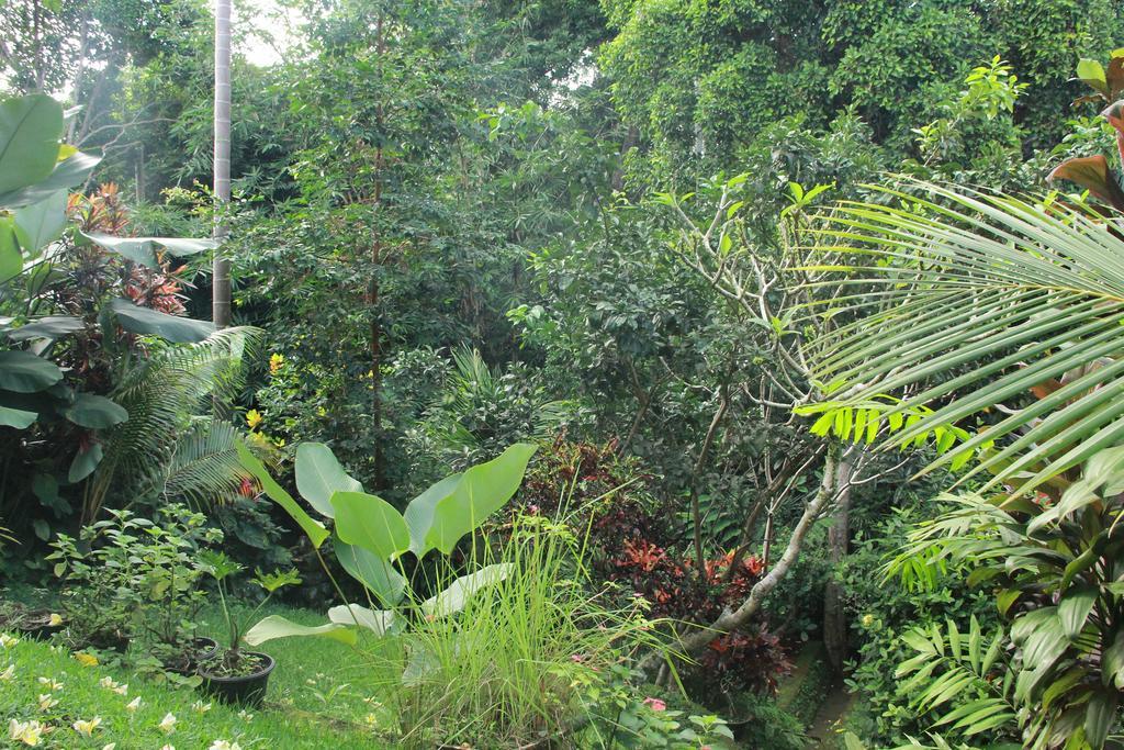 Aji Lodge Bungalow Ubud  Room photo