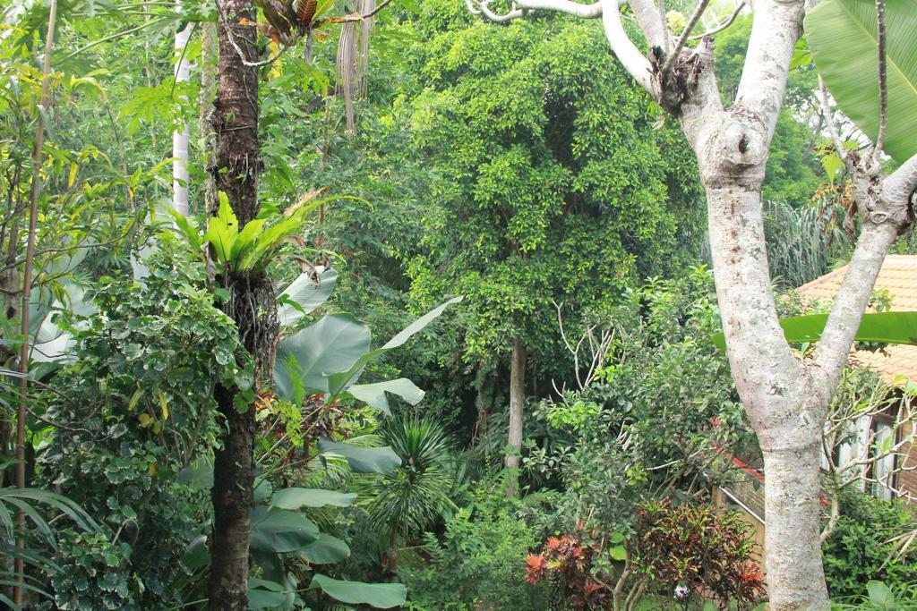 Aji Lodge Bungalow Ubud  Room photo