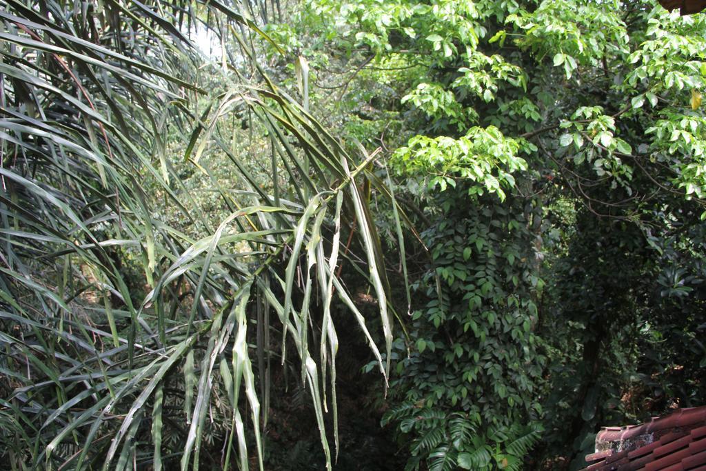Aji Lodge Bungalow Ubud  Exterior photo